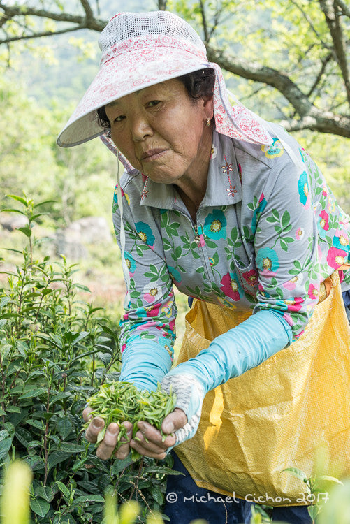 Saejak 2nd flush: Organic Korean Green Tea - Image 3