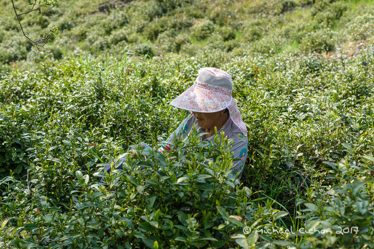 Organic Wild Korean Green Tea: 3 picking - Image 5